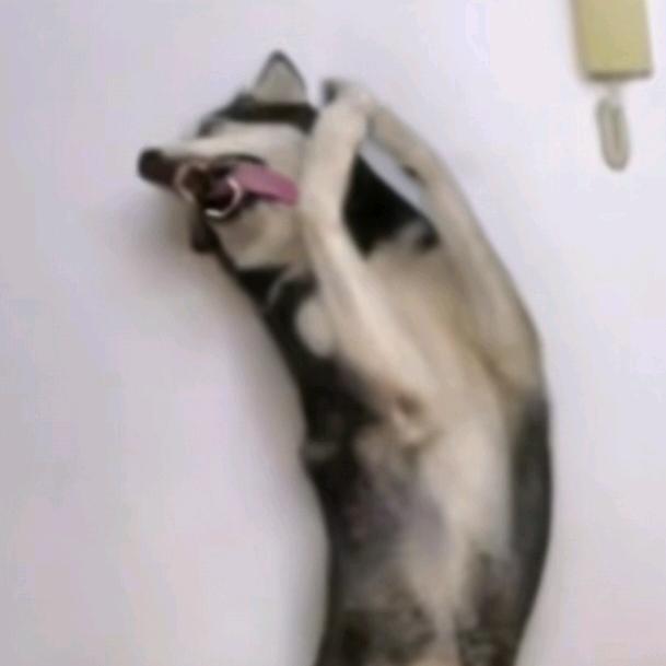 朝诚商行