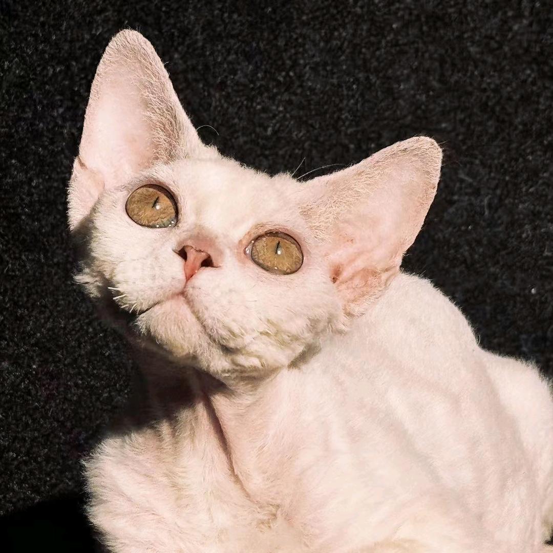 德文宝贝（德文卷毛猫）