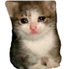 猫memeのking