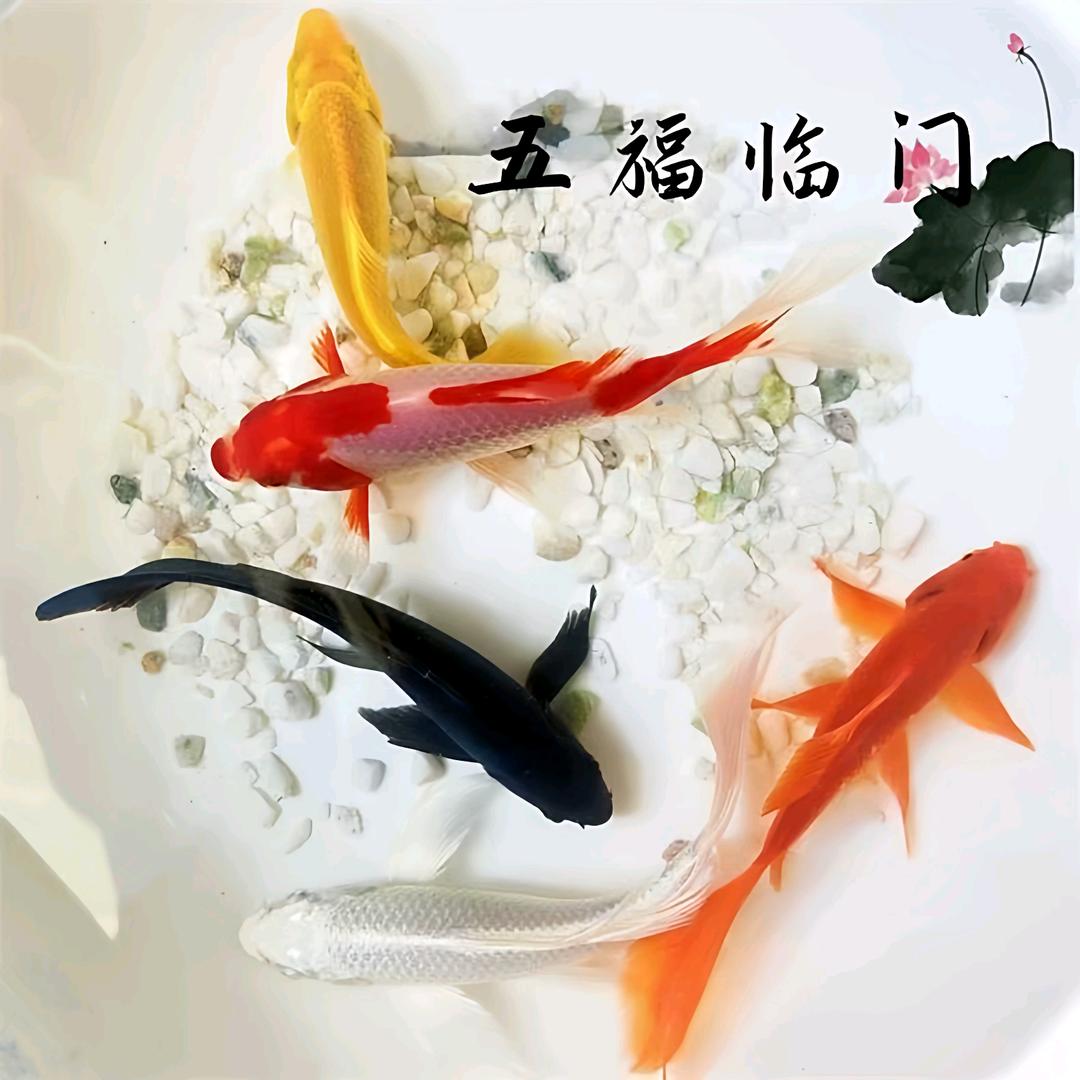 吉祥锦鲤