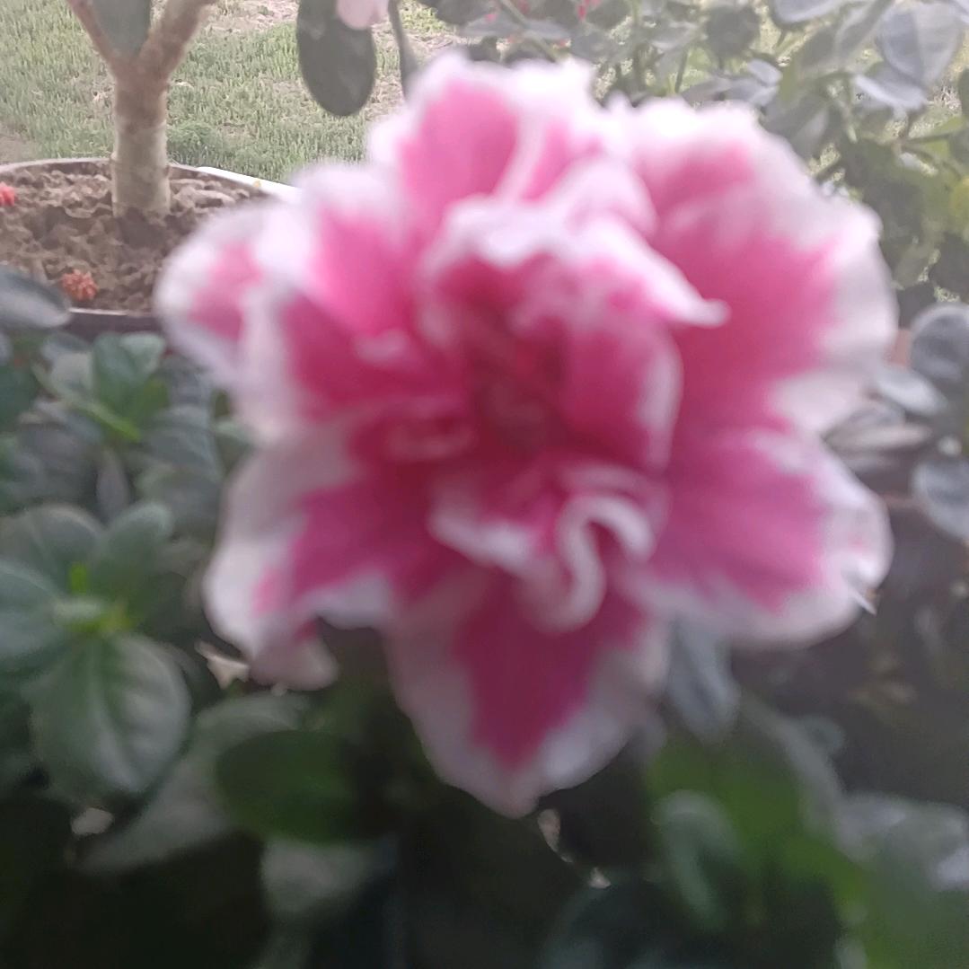 高
