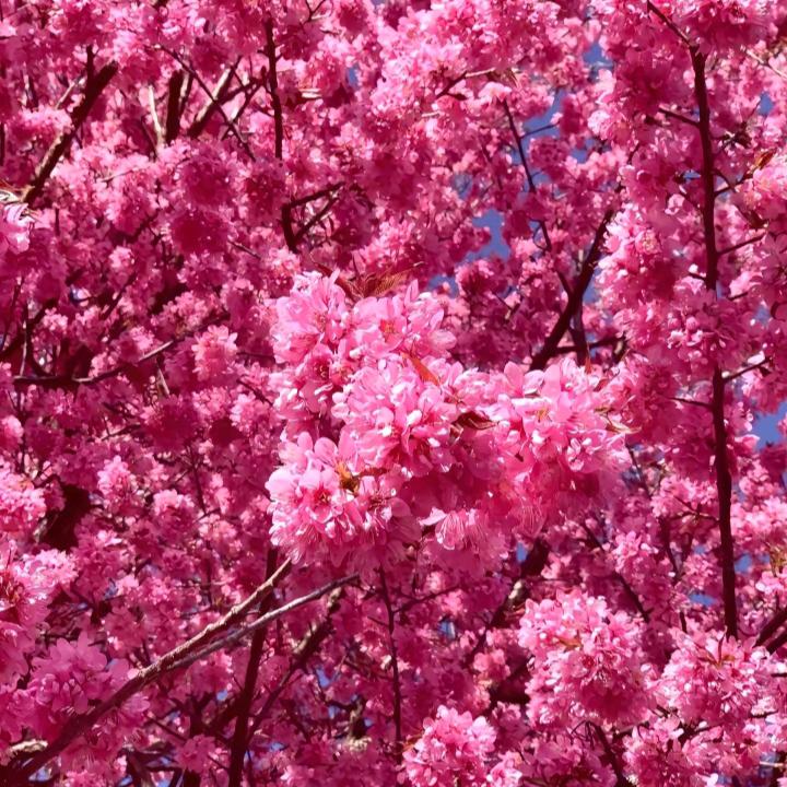 樱花天空