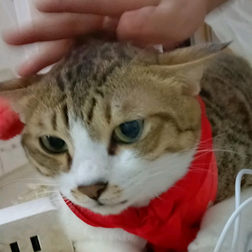 晨猫猫