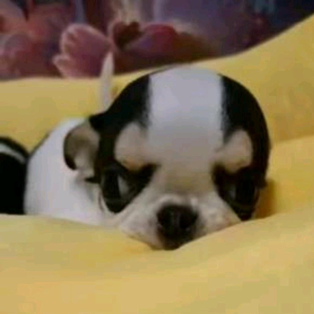 鞍山苗姐吉娃娃3