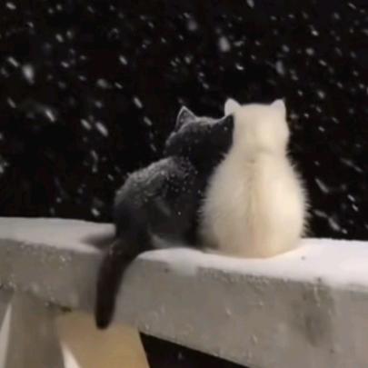 🌈小怪兽☀💰