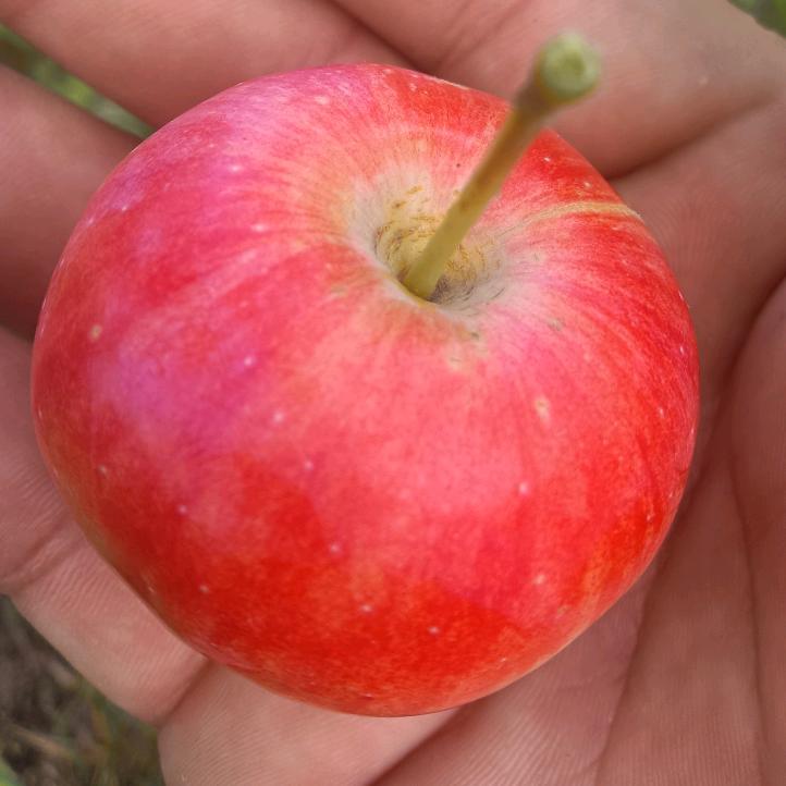 单身的男孩想单身女孩25.40岁的是真心