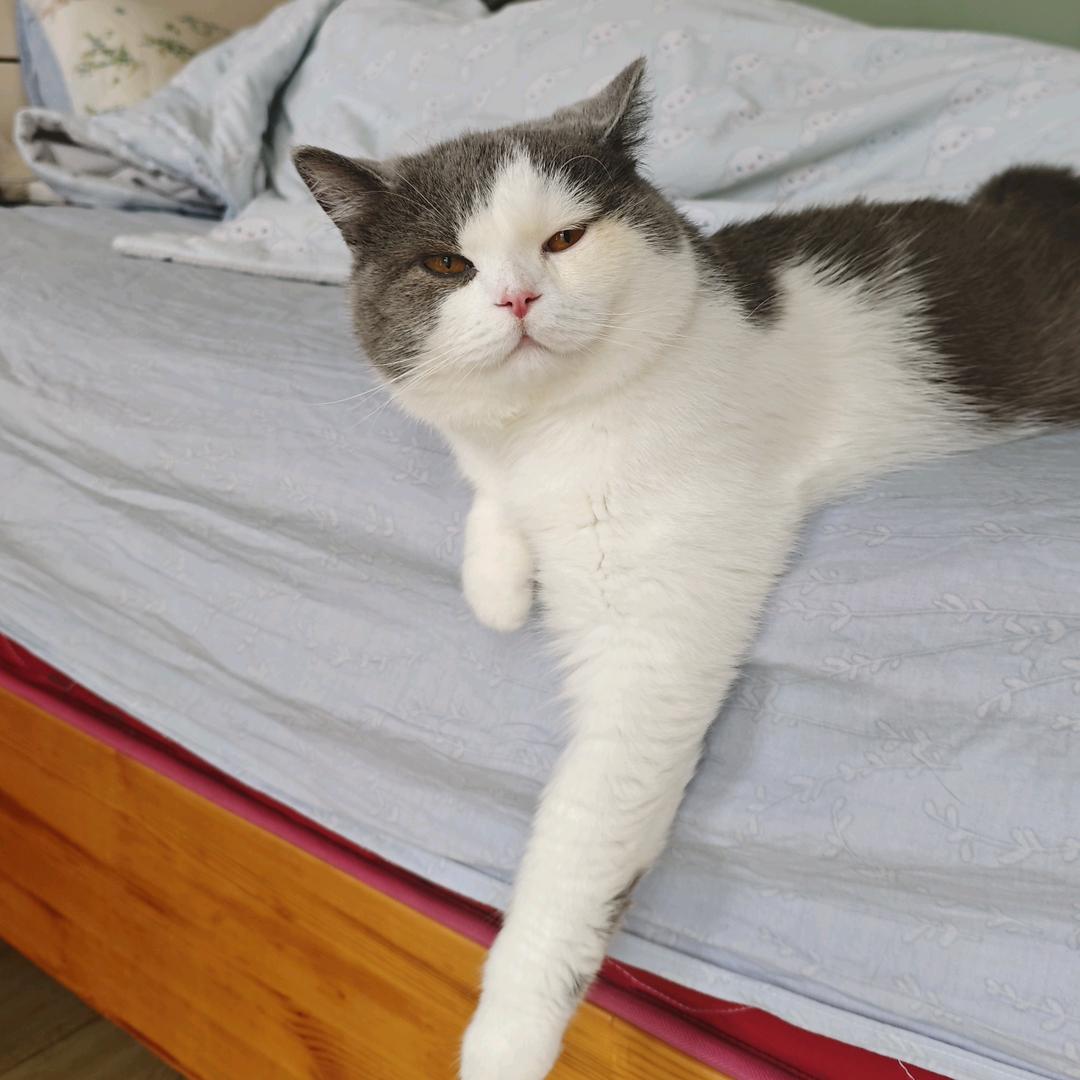 少吃土豆肠胃好