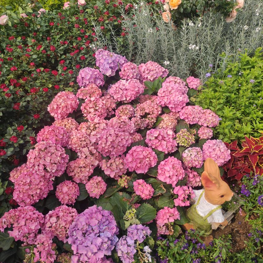 丑小鸭🦆情感主播