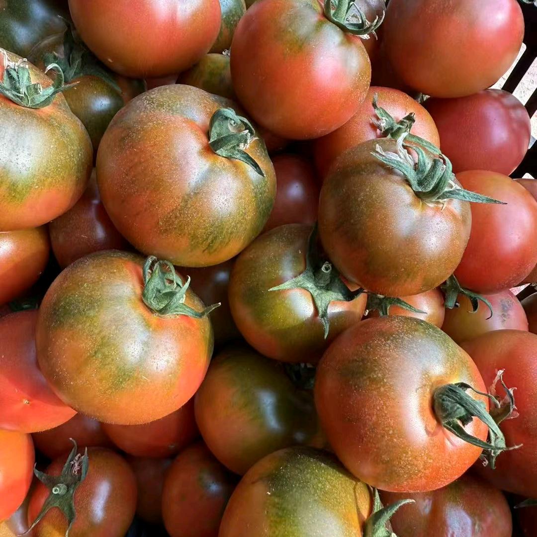 江湖高端西红柿🍅