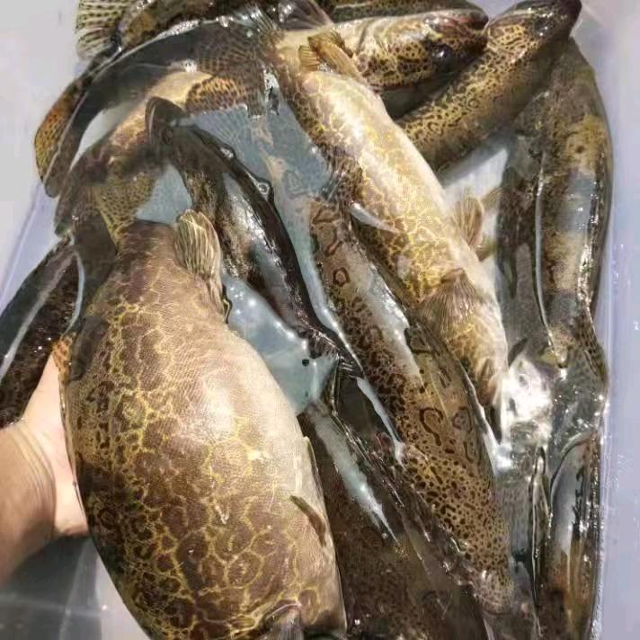 金华安盛原种斑鳜渔业公司