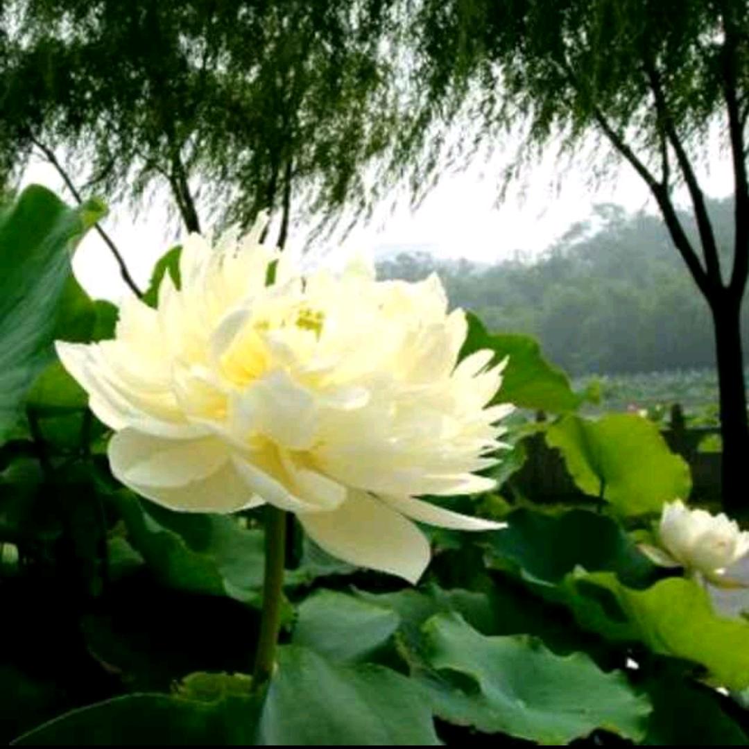 陈源