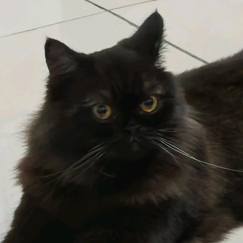 🐱meme小剧场