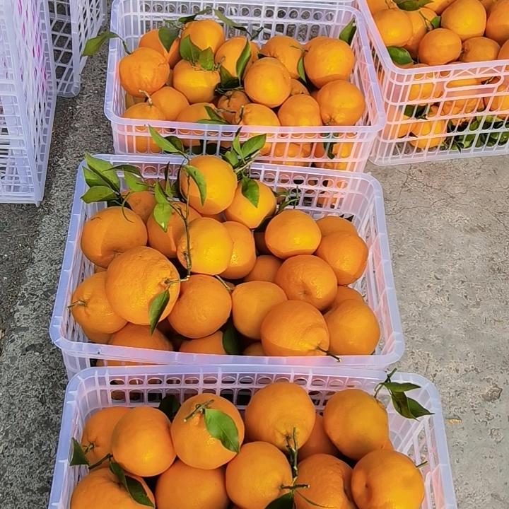 德鲜果业（东哥）