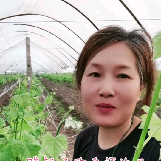 阿罗
