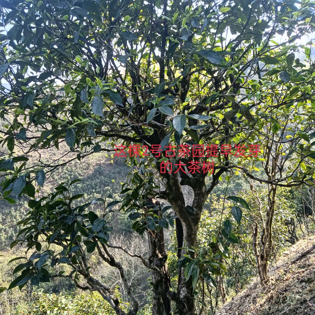 老仓茶羊皮库老者古茶庄园