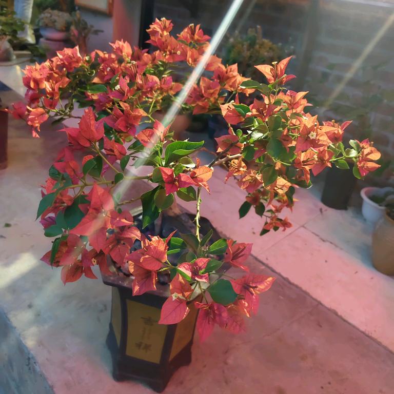 土老帽，梁山鸡