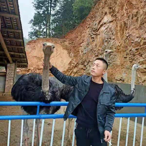 艺术涂料娄先生