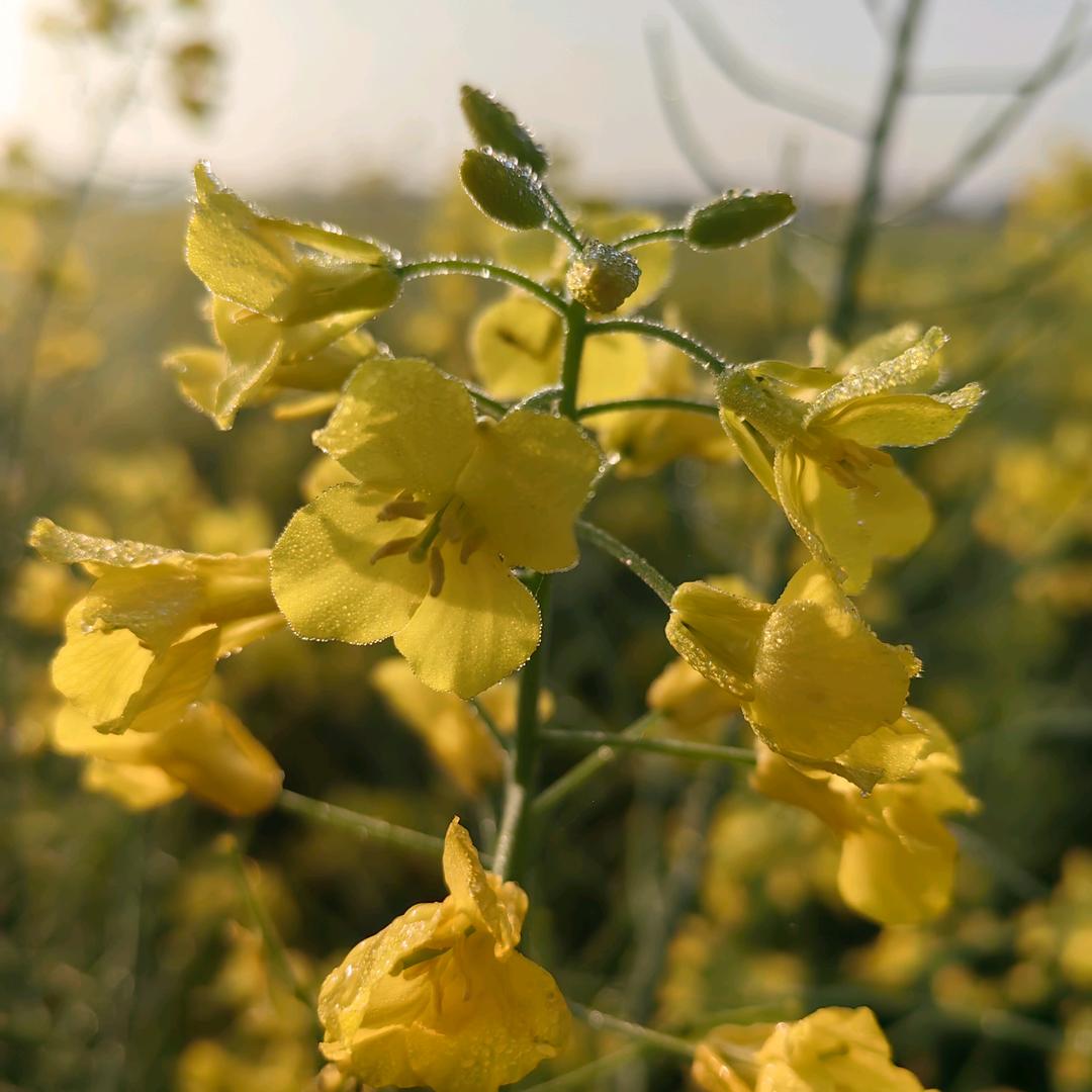蔡家铺农产品销售中心
