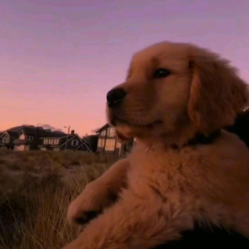 阿翎！（三角洲代肝跑刀）