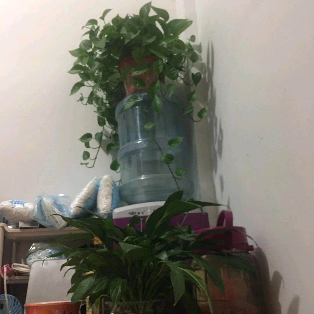 成年人的世界