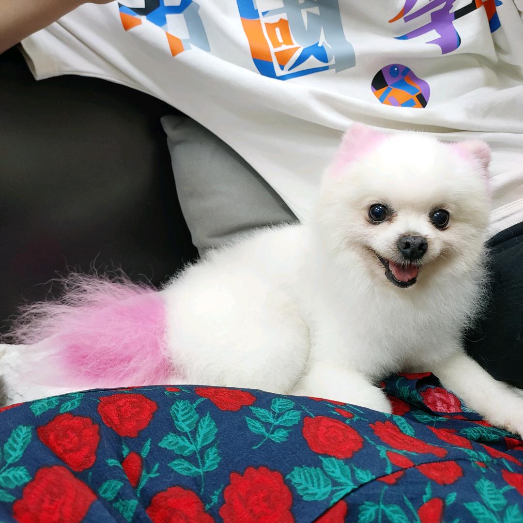 旺财是一只狗🐶