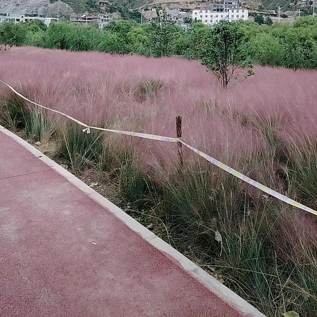 小霞儿