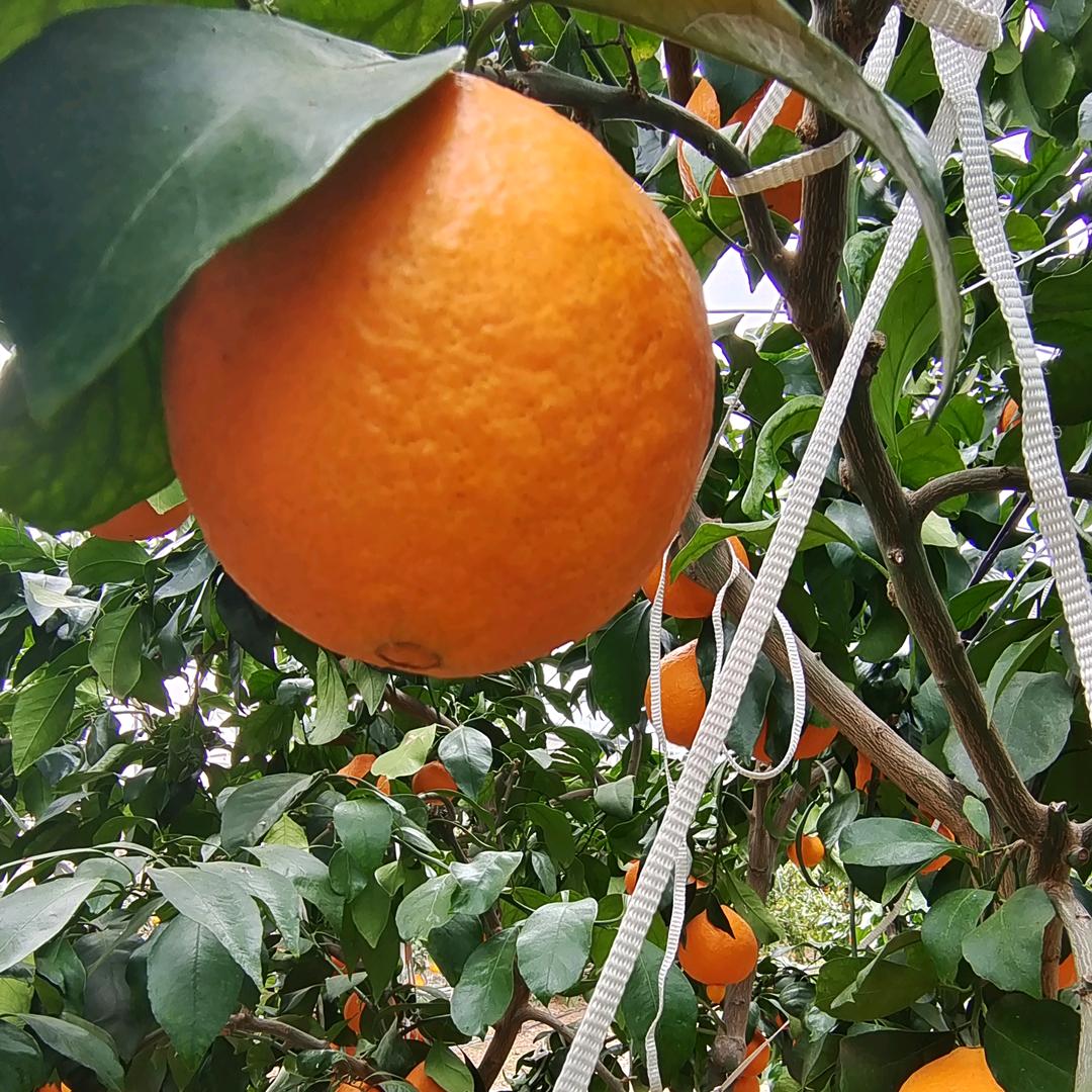 象山如春家庭农场