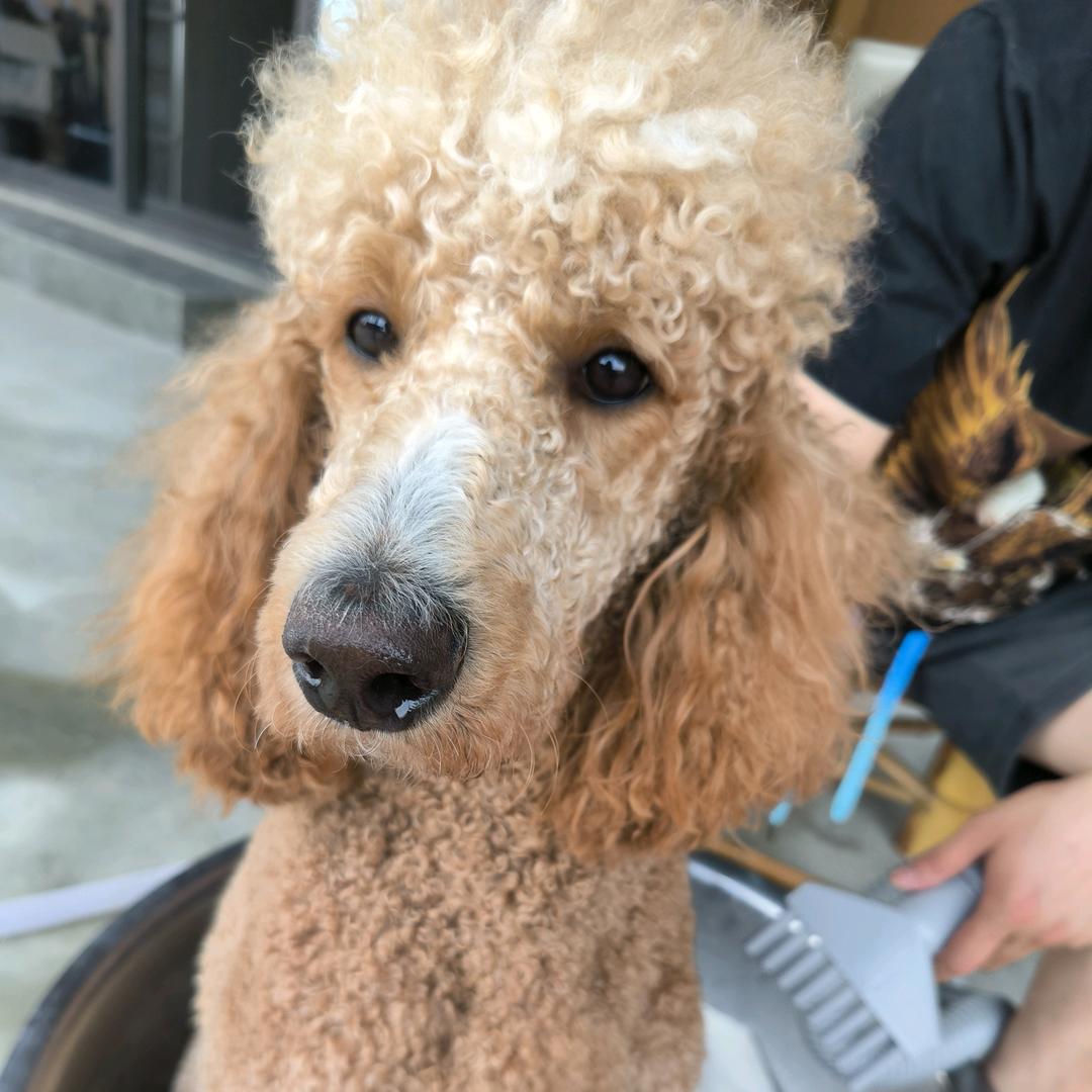 妞妞与贝贝