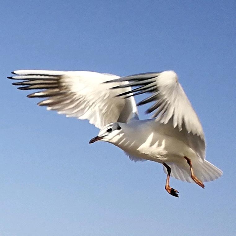 万宝龙