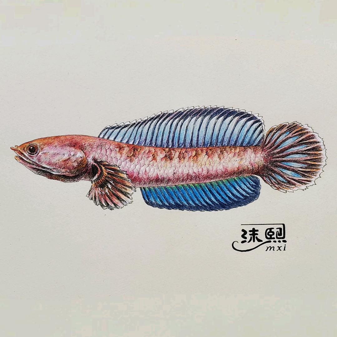 沫熙Mxi