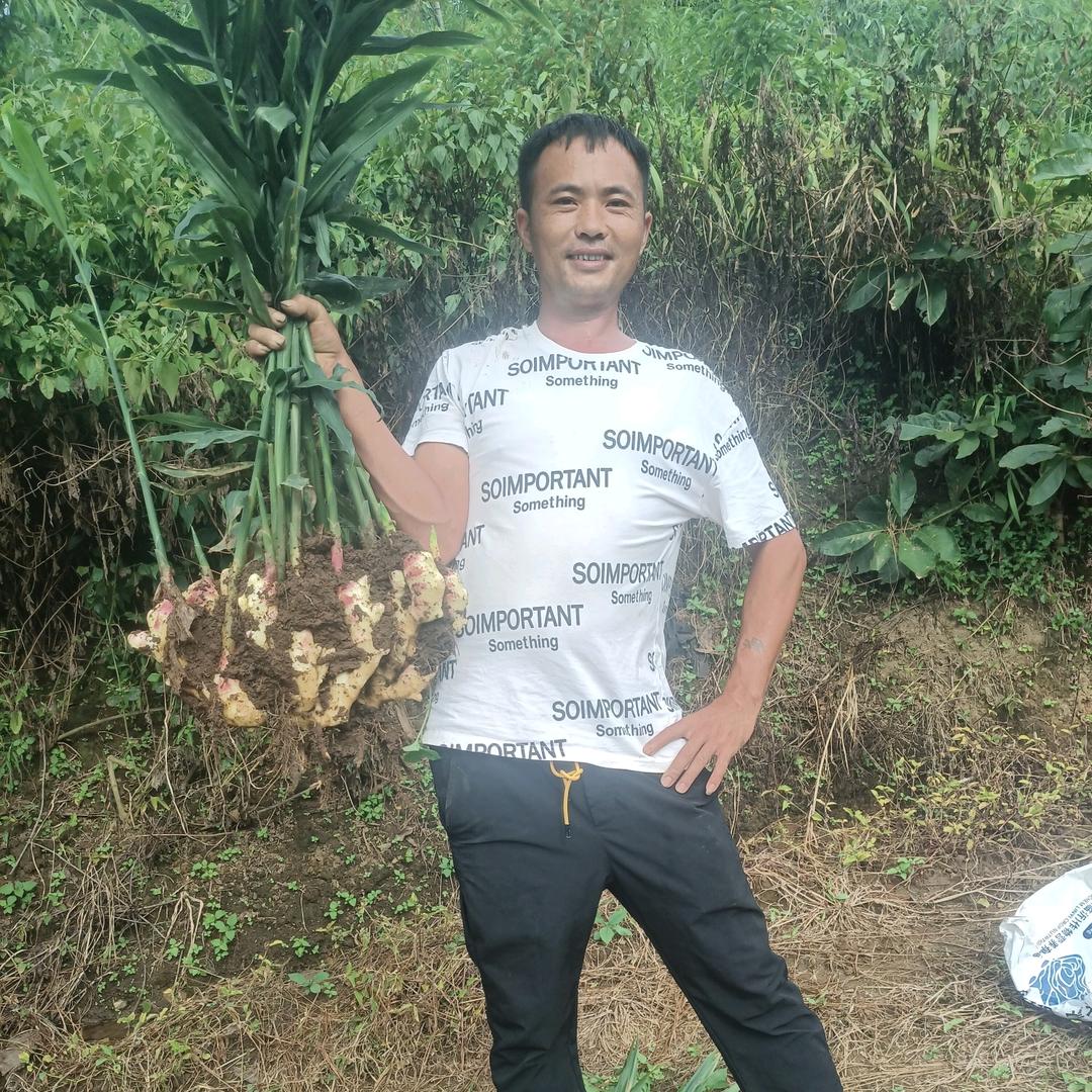 小黄闯姜湖