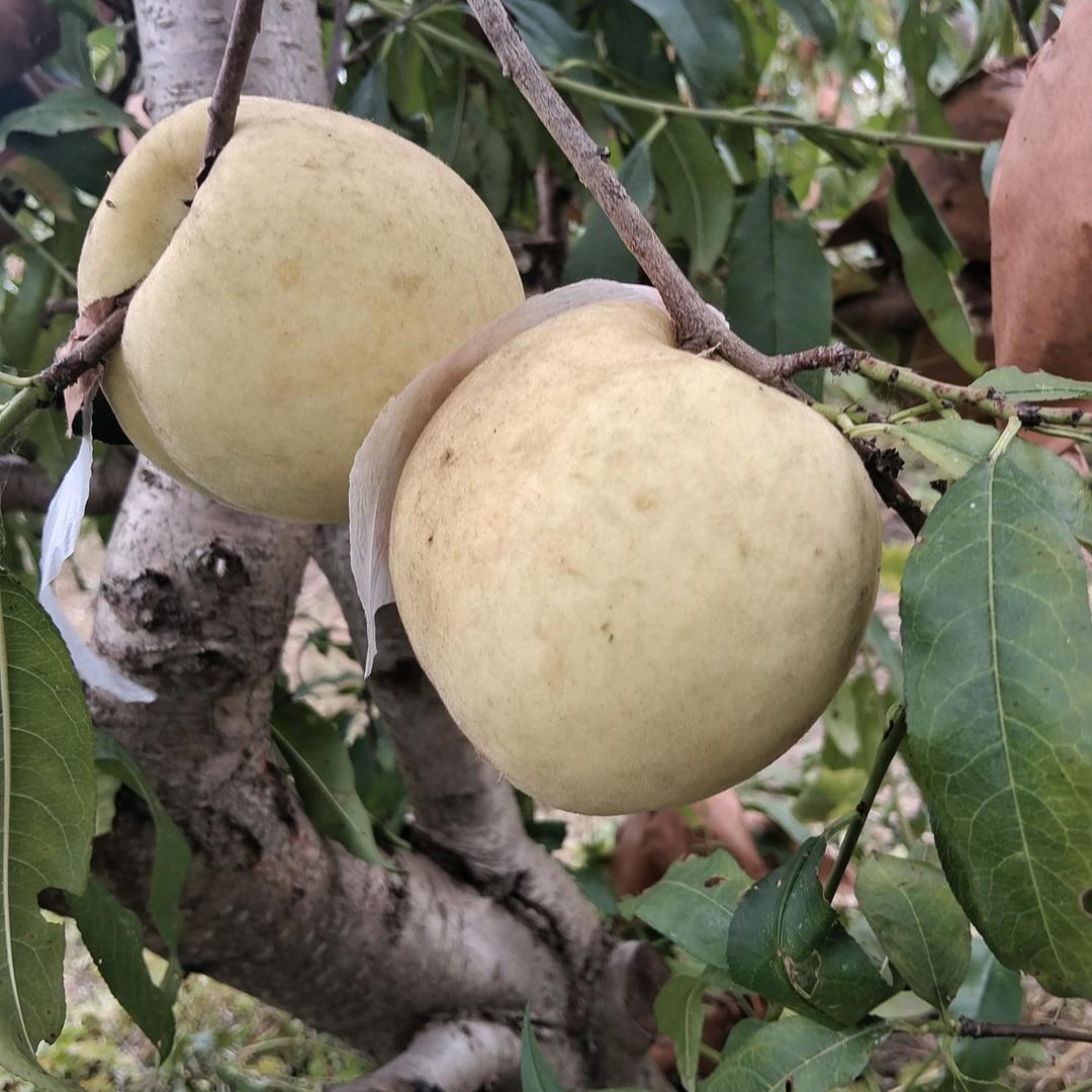 🌈桃花朵朵💋