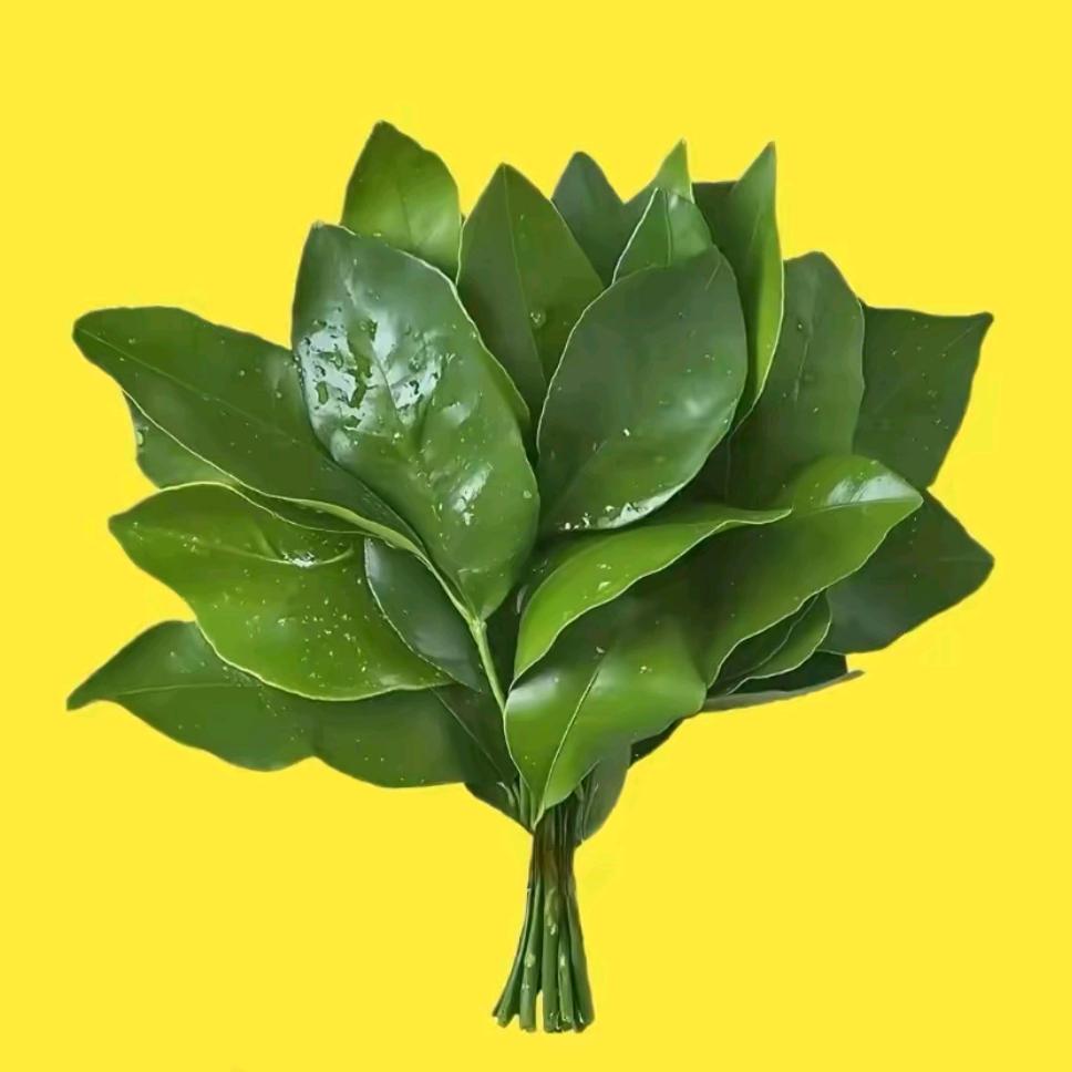 陈萌主❤️
