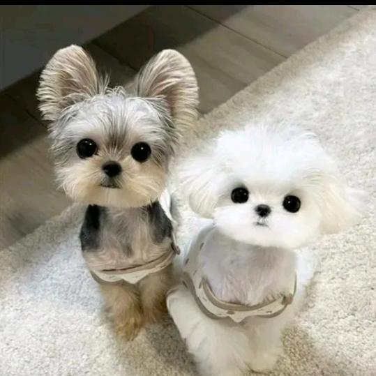 👍叮咚家的毛孩子