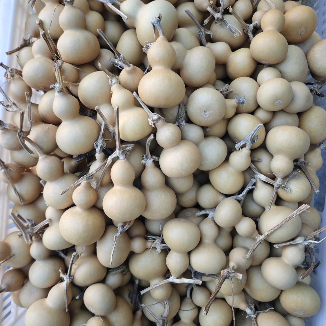 小美葫芦种植源头基地