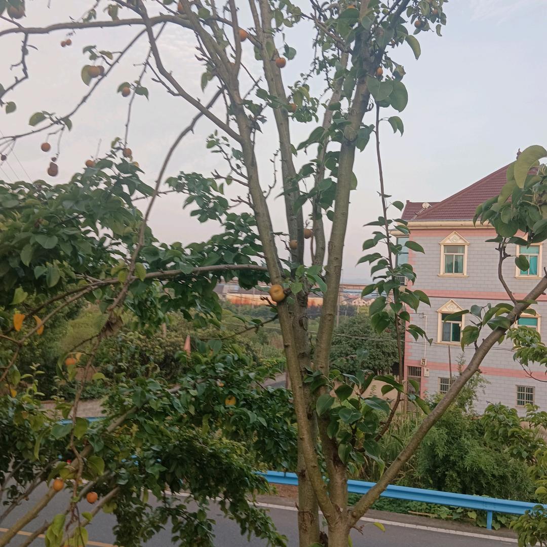 震震🍃((🌳⥎🌳))🍃秋风来