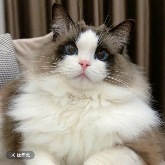 拉风的de猫🐱🐱🦐