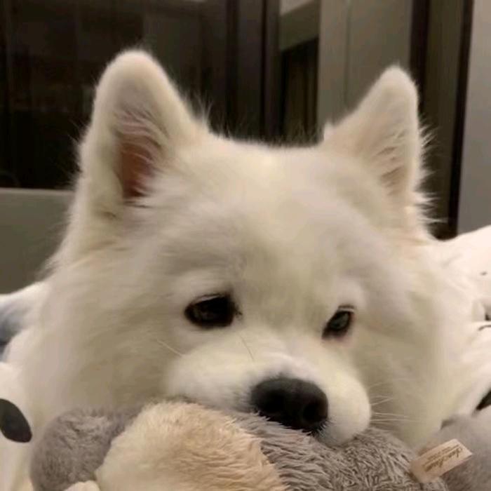 夺舍の鼠鼠