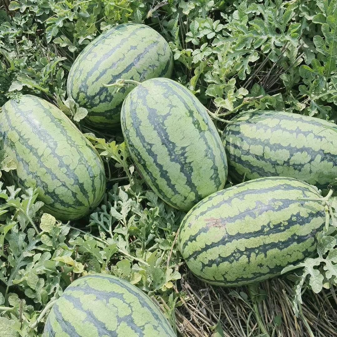 麒麟美都产地直发