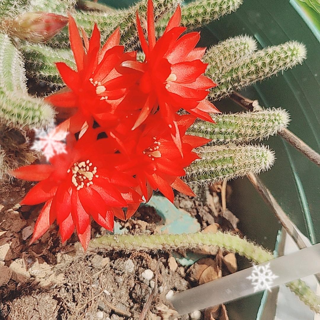 罗家‘幺妹