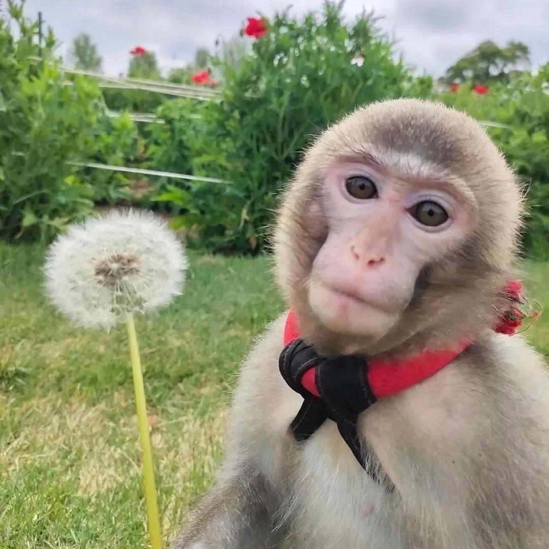 吗喽の动漫补习班