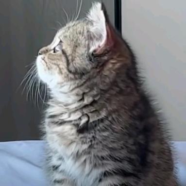 成都潇涛麒翡信信