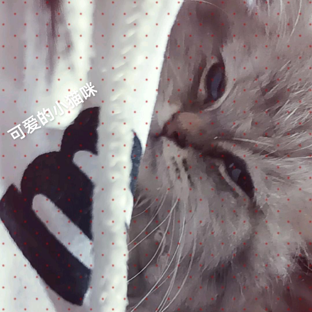 可爱小猫咪