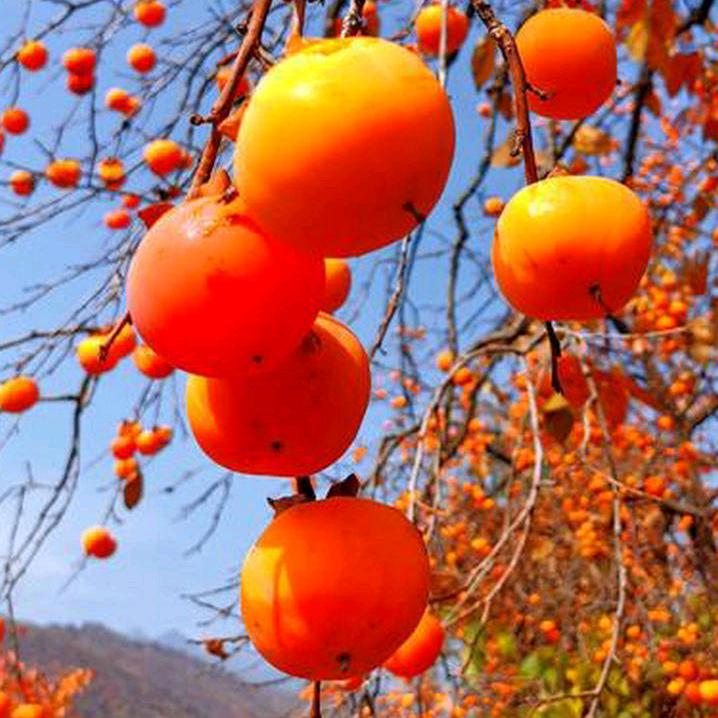 Shenpingping