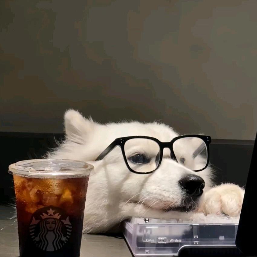 智商被脑子吃掉了