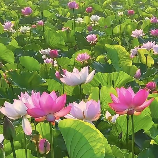 简单快乐。