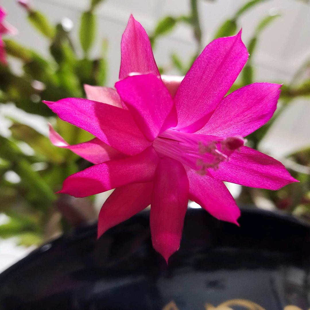 文虎特色面馆