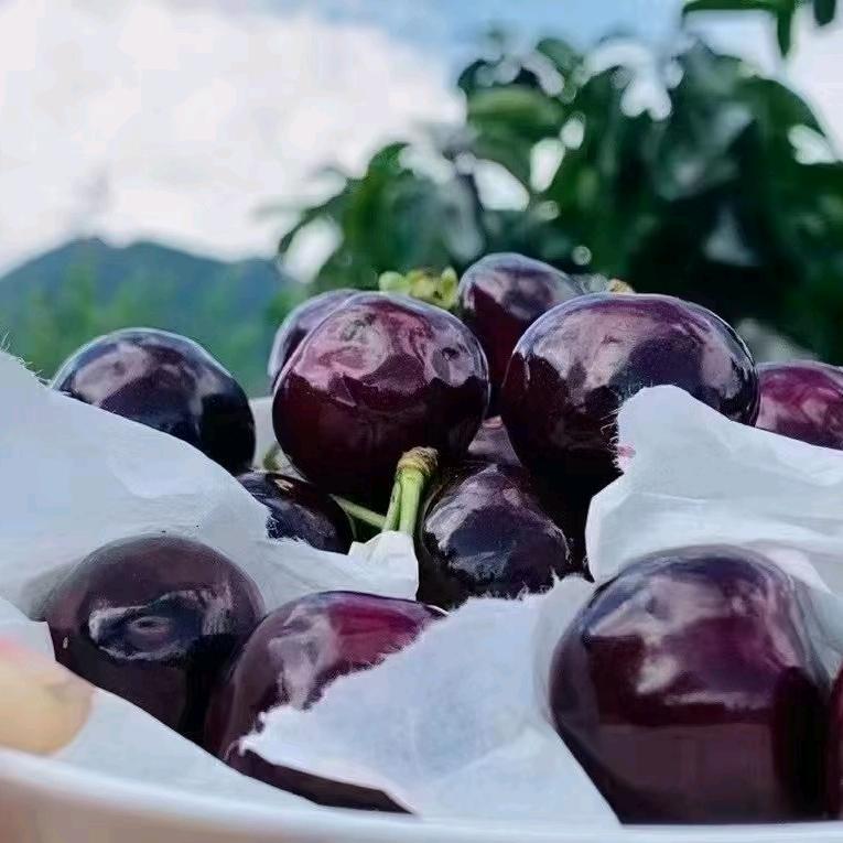 爱吃樱桃的小王