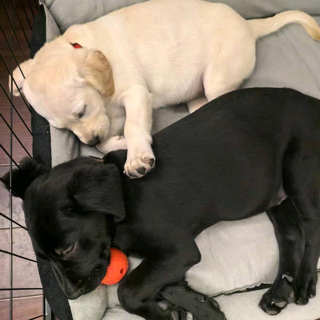 猫狗治愈放映厅