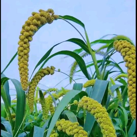 吉祥